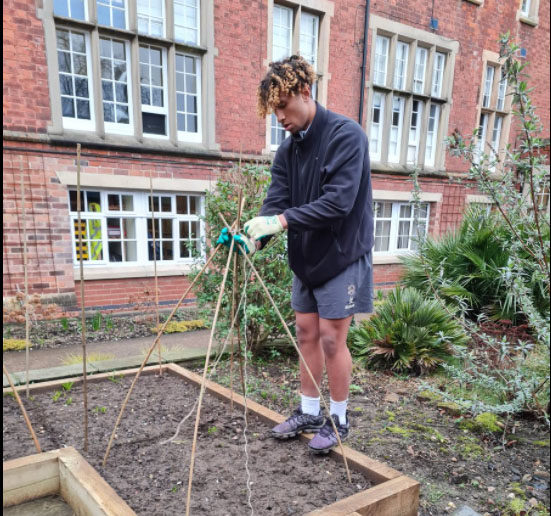 Male sixth form student staking canes on an allotment plot